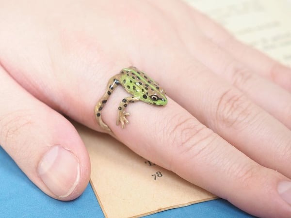 Tree Frog Ring & Earrings